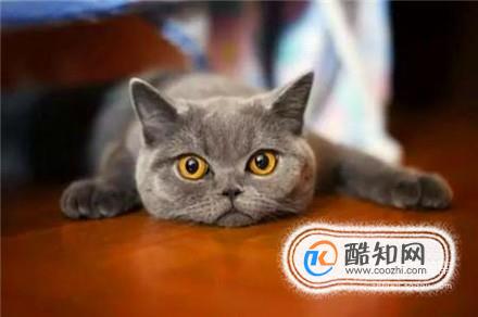 怎么养好一只猫