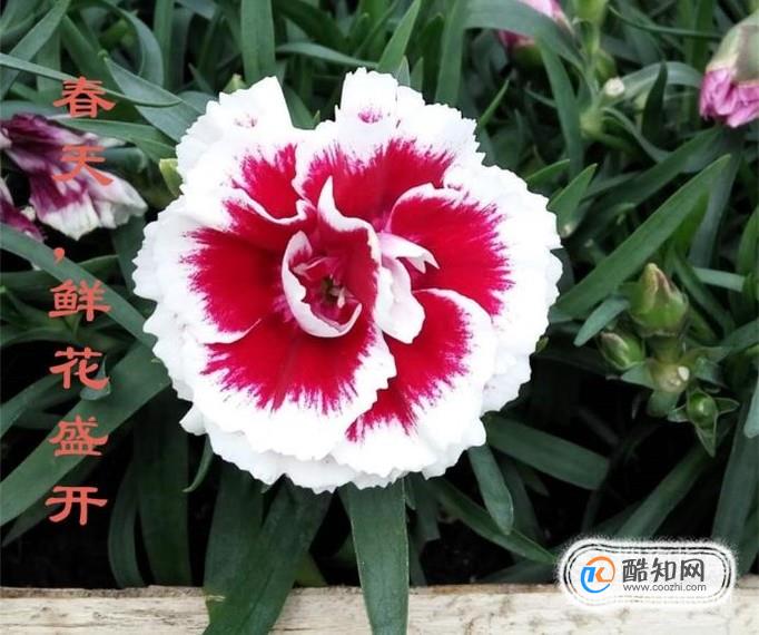 图片添加文字及简单处理软件