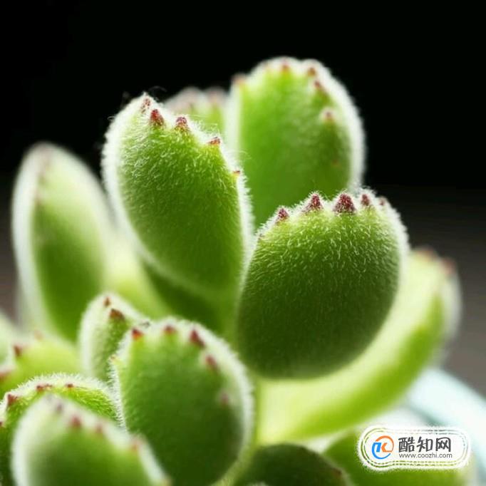熊童子怎么养才能有红爪子