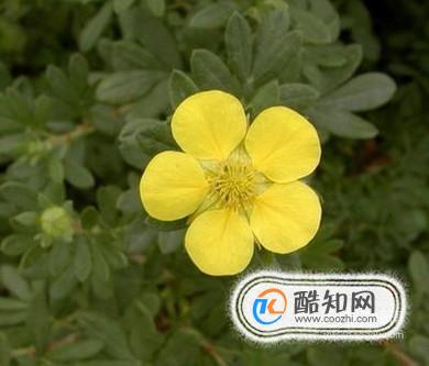 格桑花是什么花？格桑花有哪些特性？