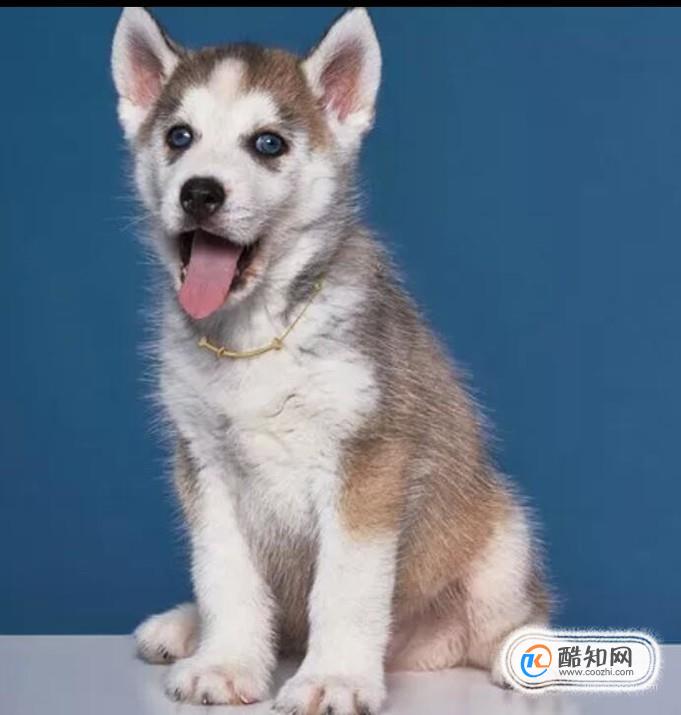 2018年狗年本命年的人戴什么好