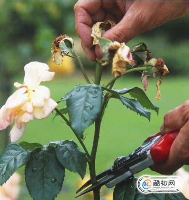 月季开花后如何修剪