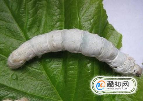 怎么养蚕宝宝？